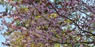 Beautiful colors ~ Blossom Tree