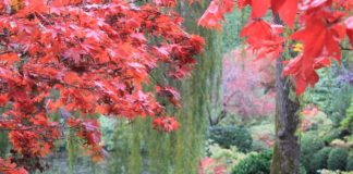Fall @ The Butchart Gardens