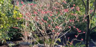 Beautiful Gardens