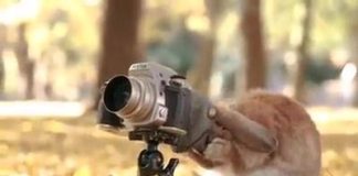 Photographer Bunny