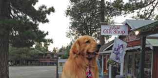 Town in California has a DOG for a Mayor…