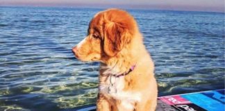 Paddle Boarding Puppy..