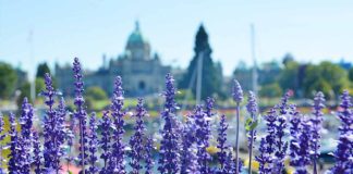 Amazing Victoria Video