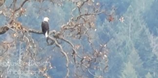 Amazing Eagle in Tree