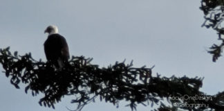 Eagles, Early Spring & AWARDS