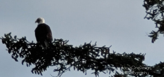 Eagle@GP