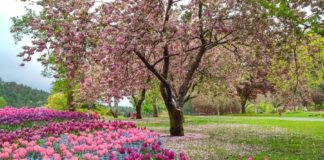 Spring IS a Time for Renewal