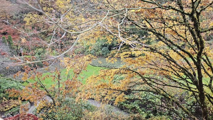 20231112_fall Fall Colors